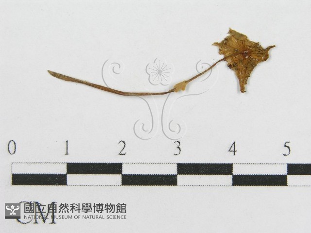 登錄號:F0003305藏品圖，第1張