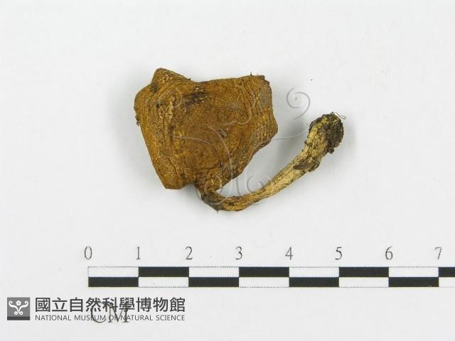 登錄號:F0013305藏品圖，第1張