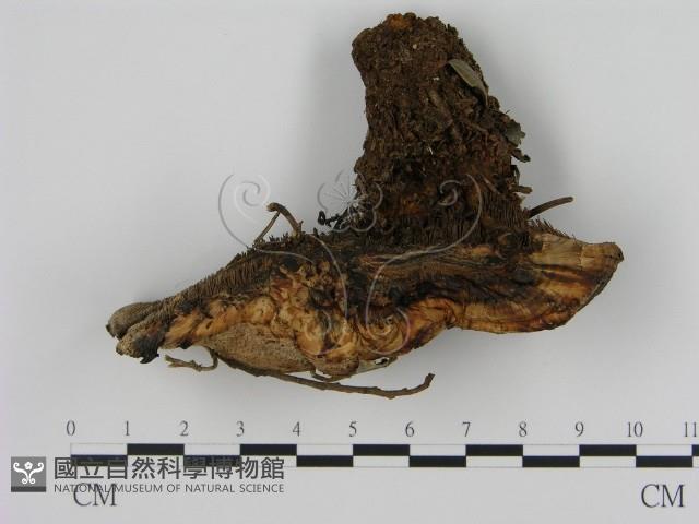 登錄號:F0008215藏品圖，第1張