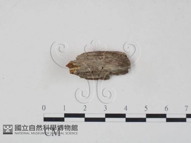 登錄號:F0006215藏品圖，第1張