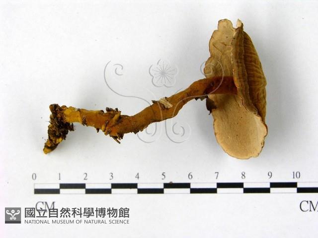 登錄號:F0016215藏品圖，第1張