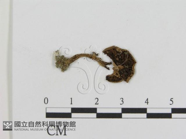 登錄號:F0011215藏品圖，第1張