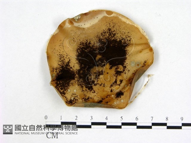 登錄號:F0002215藏品圖，第1張