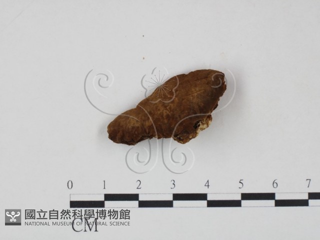 登錄號:F0007215藏品圖，第1張