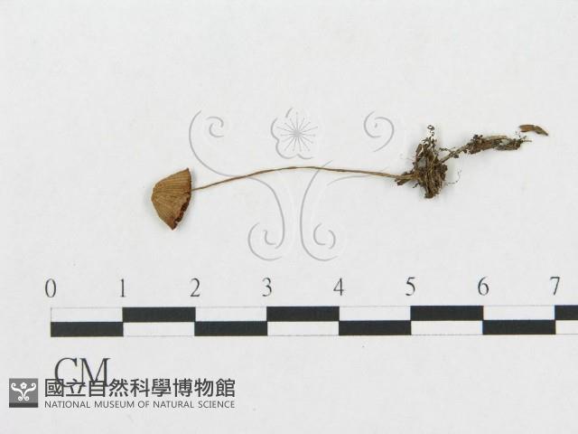 登錄號:F0017215藏品圖，第1張