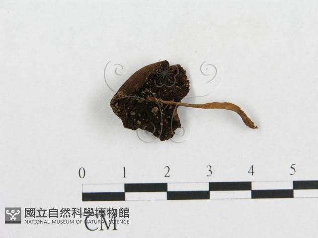 登錄號:F0005215藏品圖，第1張