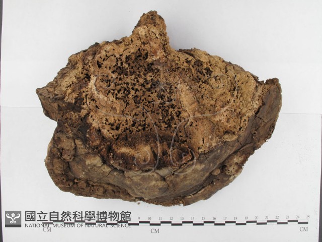 多年臥孔菌屬藏品圖，第1張