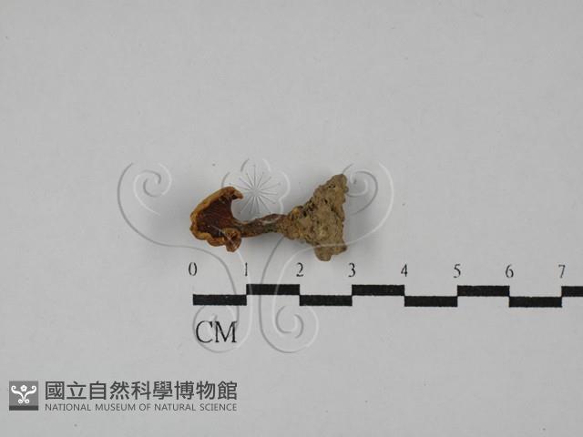 雞油菌屬藏品圖，第1張