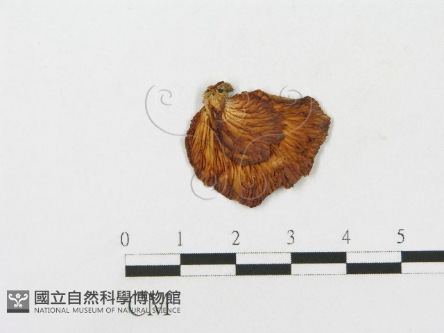 側耳屬藏品圖，第1張