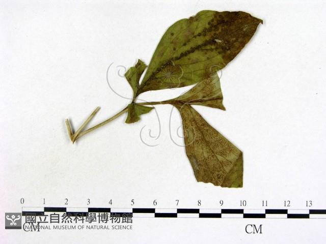 登錄號:F0019215藏品圖，第1張