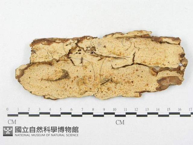 登錄號:F0003215藏品圖，第1張