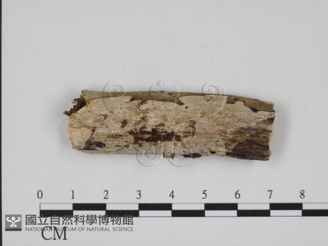 登錄號:F0008615藏品圖，第1張