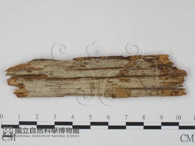 Accession Number:F0009615 Collection Image, Figure 1, Total 2 Figures