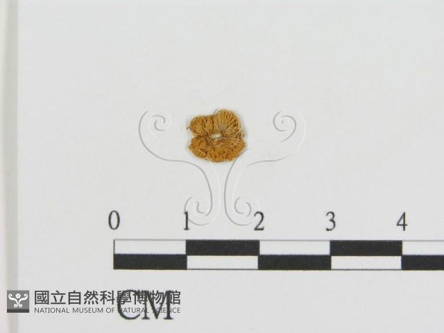 登錄號:F0008415藏品圖，第1張