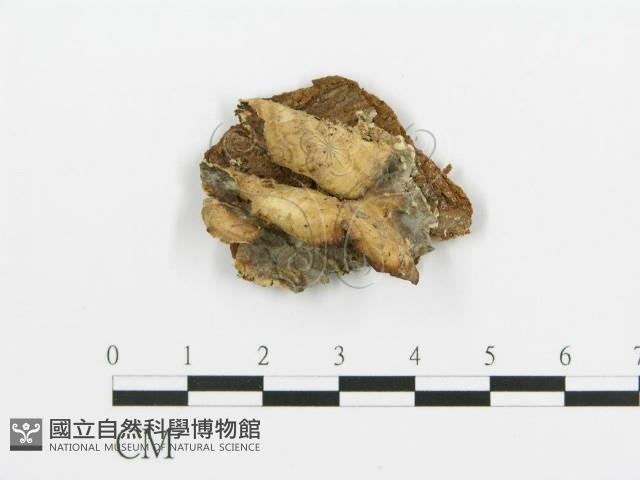 煙管菌藏品圖，第1張