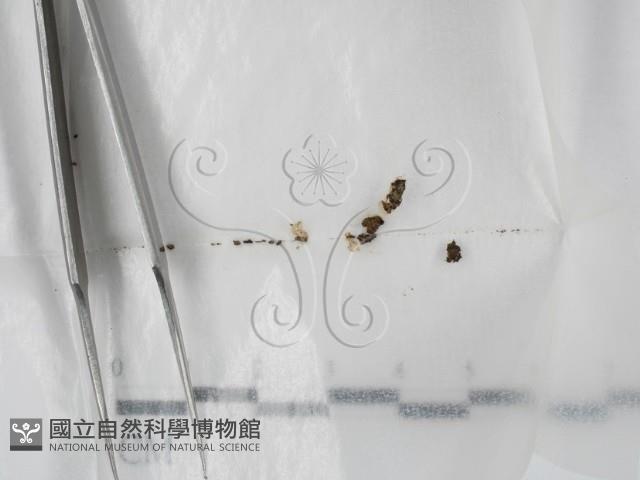 登錄號:F0001415藏品圖，第1張