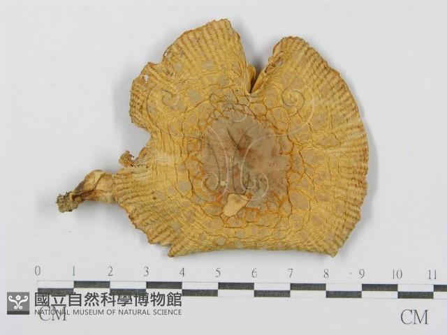 登錄號:F0004415藏品圖，第1張