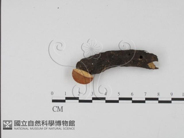 登錄號:F0007415藏品圖，第1張