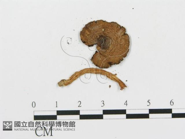 登錄號:F0005415藏品圖，第1張