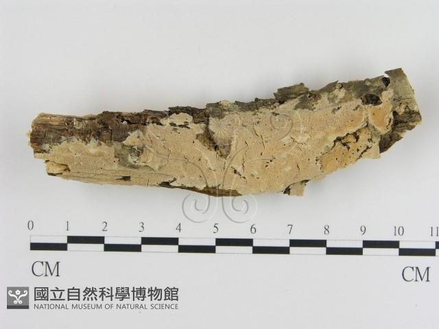 登錄號:F0015415藏品圖，第1張