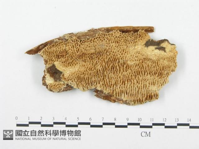 登錄號:F0009415藏品圖，第1張