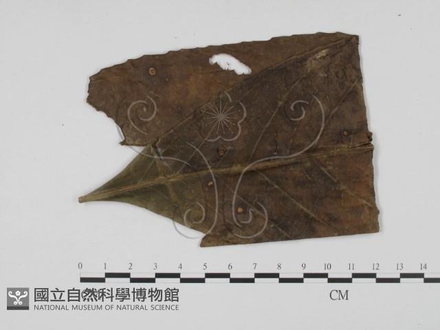 登錄號:F0019415藏品圖，第1張