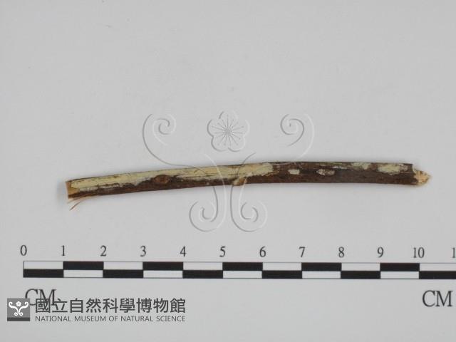 登錄號:F0008715藏品圖，第1張