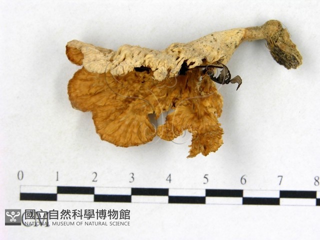 優雅波邊革菌藏品圖，第1張