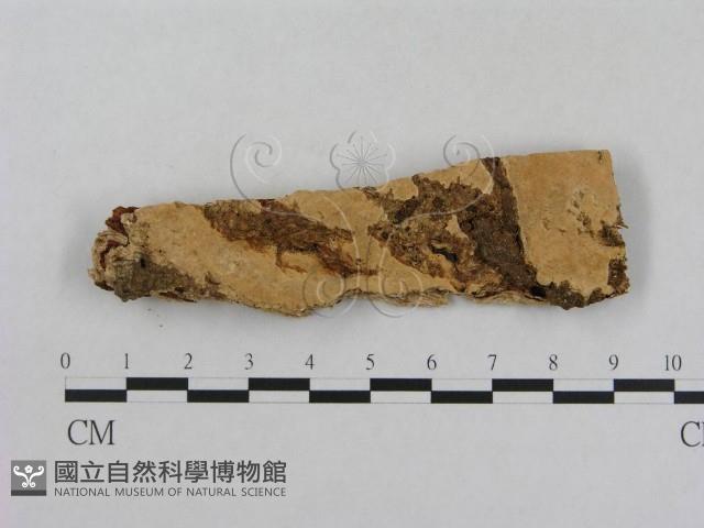 登錄號:F0004515藏品圖，第1張