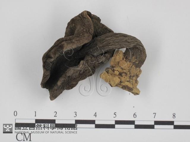 登錄號:F0007515藏品圖，第1張