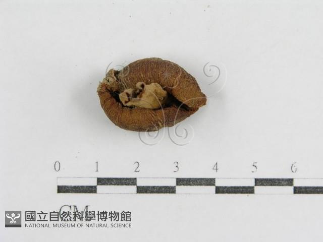 登錄號:F0005515藏品圖，第1張