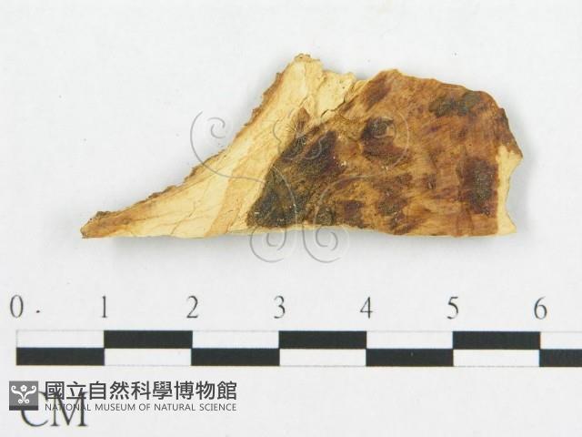 登錄號:F0009515藏品圖，第1張