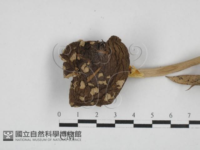 登錄號:F0028115藏品圖，第1張