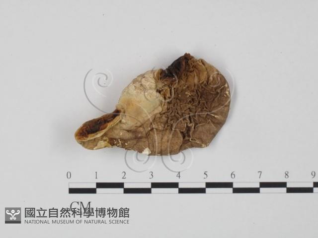 登錄號:F0008115藏品圖，第1張