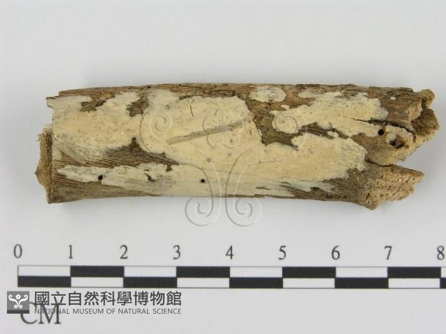登錄號:F0000115藏品圖，第1張
