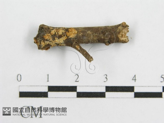 微皮傘屬藏品圖，第1張