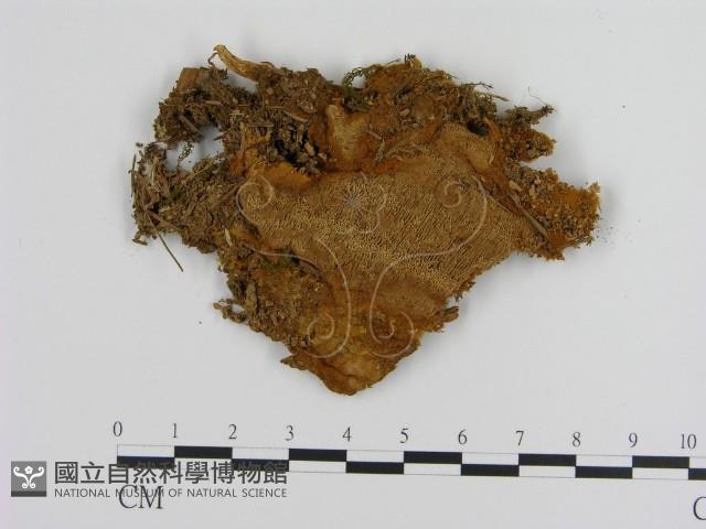 登錄號:F0006115藏品圖，第1張