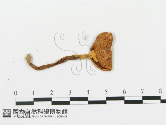 傘菌屬藏品圖，第1張
