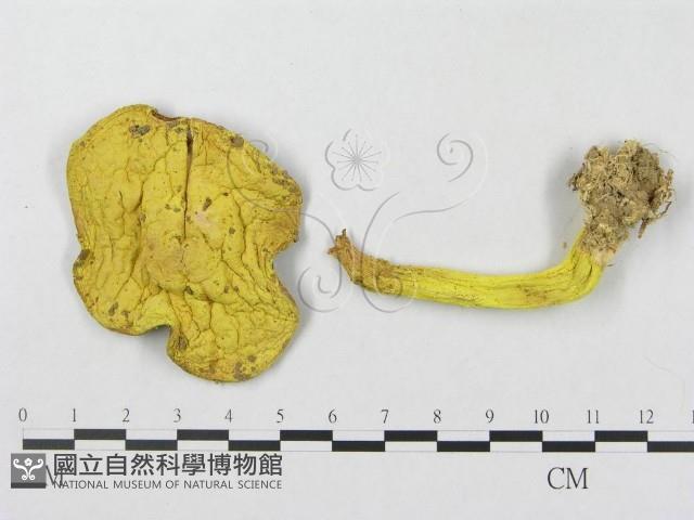 登錄號:F0001115藏品圖，第1張