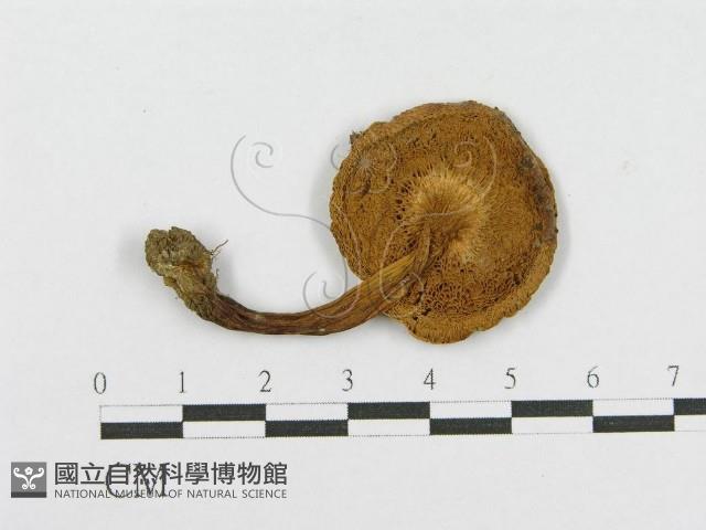 登錄號:F0011115藏品圖，第1張