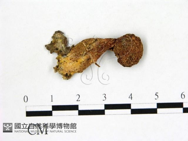 登錄號:F0002115藏品圖，第1張