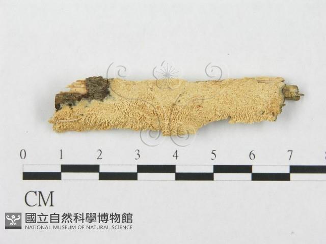 登錄號:F0007115藏品圖，第1張