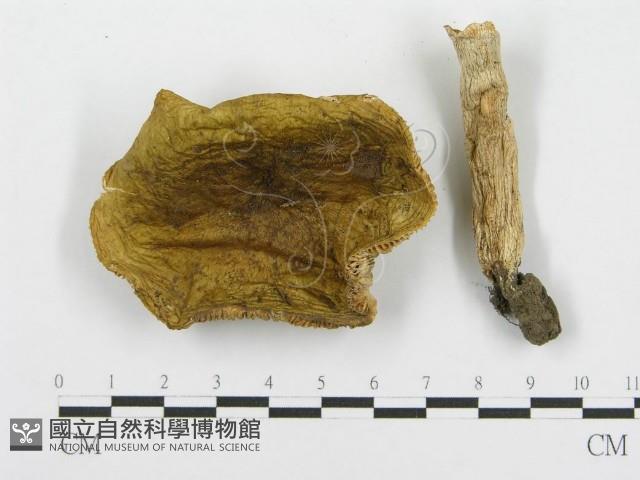 紅菇屬藏品圖，第1張