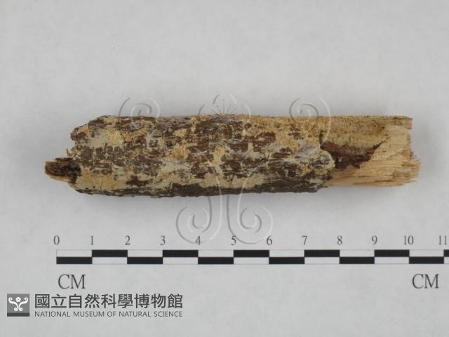 登錄號:F0025115藏品圖，第1張