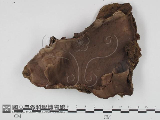 登錄號:F0015115藏品圖，第1張