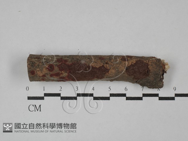 刺革菌屬藏品圖，第1張