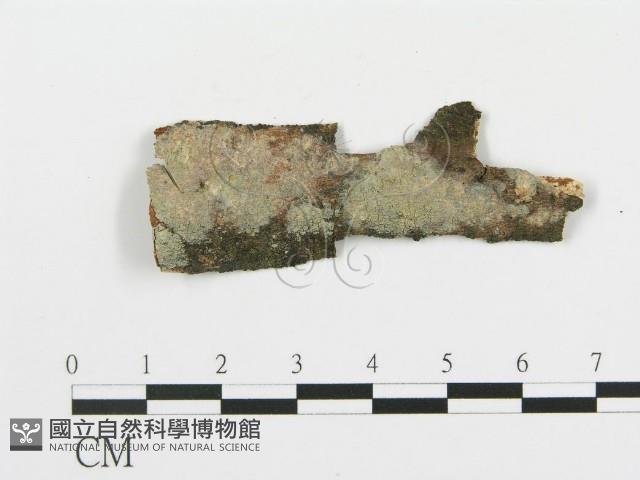 登錄號:F0009115藏品圖，第1張