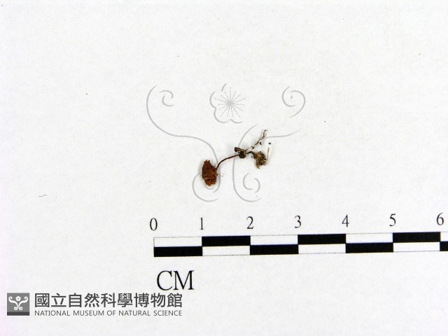小菇屬藏品圖，第1張