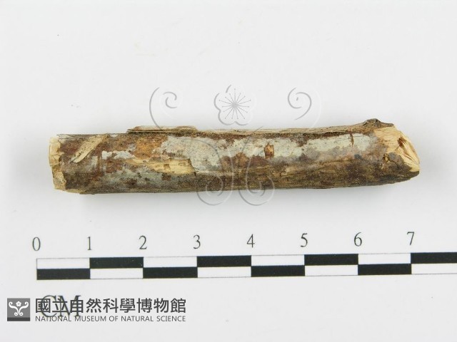 登錄號:F0003115藏品圖，第1張