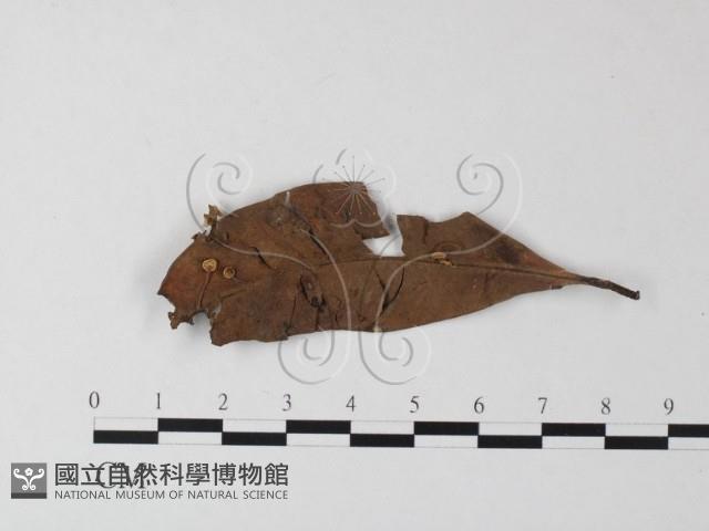 小皮傘屬藏品圖，第1張